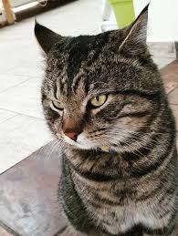 Literary cat names are usually based on authors, characters, or book titles. 150 Rescue Cat Names 8211 Stray Cat Names Cat Care Cat Names Super Cat