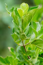 Image result for Afrocanthium mundianum