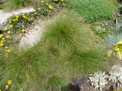 Image result for Aristida bipartita