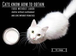 In The Middle Of A Bike Shortage Uber Shreds Thousands Of Jump E Bikes Cat Quotes Cats Youtube Cats