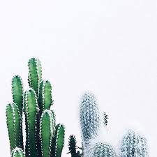 Besides a convergence of cultures, the st. Scout And Cloth Retail Company St George Utah 3 661 Photos Facebook