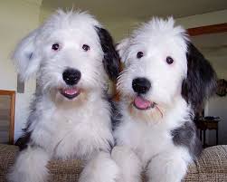 Black And White Old English Sheepdog Puppy Black And White Animais Bonitos Fotos De Cachorros Caes Bonitos