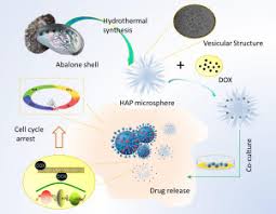 Cost myr150 for two people (approx.) Preparation And Characterization Of Abalone Shells Derived Biological Mesoporous Hydroxyapatite Microspheres For Drug Delivery Sciencedirect