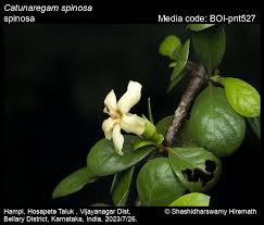 Image result for Catunaregam obovata