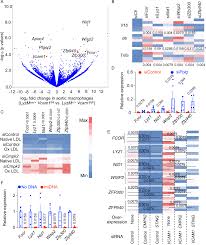 Aberrant mitochondrial DNA synthesis in macrophages exacerbates  inflammation and atherosclerosis | Nature Communications
