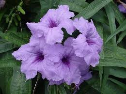 Although they prefer full sun, the plants survive. Dwarf Mexican Petunia Best South Of The Border Plant