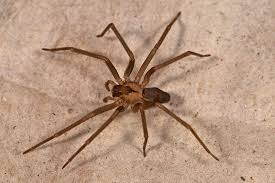Identifying and Avoiding Brown Recluse Spiders in Kansas
