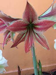Pin By Andy Teng On Hippeastrums Beautiful Flowers Amaryllis Flowers