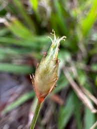Image result for Abildgaardia ovata