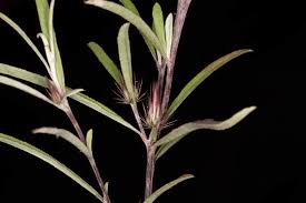 Image result for Dicoma tomentosa