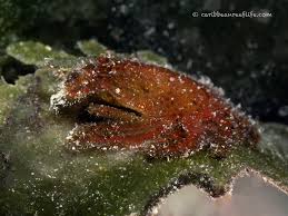 Image result for Selago coerulea