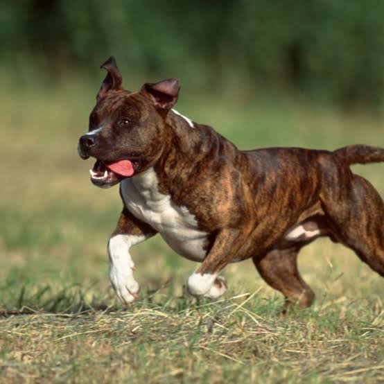 Listenhunde: Welche Hunde gelten in Deutschland als „Kampfhunde“?