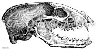 Dachs Schadel Quagga Illustrations