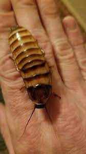 Halloween hissing cockroaches, make excellent feeders or pets. Ur Choice E Javanica Halloween Madagascar Hissing Roaches Cockroach Hisser Ebay