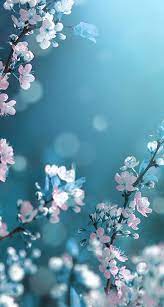 Sakura Wallpaper Flowers Photography Wallpaper Blue Flower Wallpaper Beautiful Wallpapers Backgrounds
