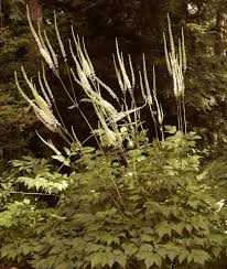 Image result for Faurea racemosa