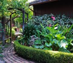 Growing Rhubarb In An Edible Landscape Edible Landscaping Edible Garden Growing Rhubarb