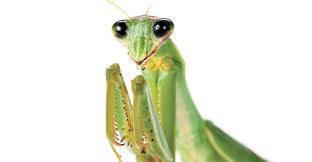 An alien enterprise, by timothy good. Column The Praying Mantis Greenwich Sentinel