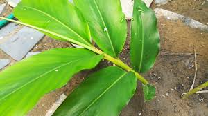 cardamom plant cardamom plant plants trees to plant cardamom plant cardamom plant plants