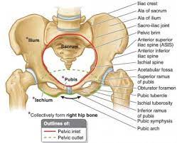 The Ilium Anatomy Bones Medicine Book Skeletal System Anatomy