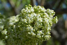 Image result for Gymnosporia glaucophylla