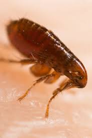 Ein hausmittel gegen hundeflöhe wird das interesse aller hundebesitzer wecken. Https Www Xn Die Schdlingsbekmpfung 64bj At Kammerjaeger Flohbekaempfung Floehe Bekaempfen Html