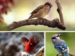 Backyard Birds Of North Georgia The Great Backyard Bird Count Great Backyard Bird Count Backyard Birds Bird