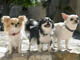 Apr 03, 2021 · minimum and maximum life span of the rat terrier dog. Dog Breeds That Live The Longest