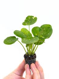 Pilea Peperomioides Sugar Online Babyplants Pilea Peperomioides Chinese Money Plant Variegated Plants