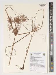 Image result for Pycreus macrostachyus