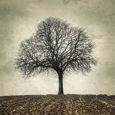 Landscape Photography Black And White By Photographydream On Etsy In 2021 Nature Photography Trees Vintage Nature Photography Black And White Landscape