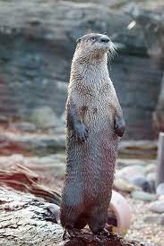 Bouncer Otter Operates By The Book No Id No Entry The Daily Otter In 2021 Otters Otter Spirit Animal British Wildlife