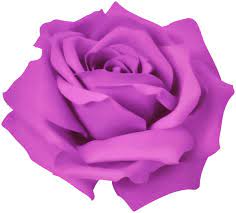 Purple Dreamy Rose Png Clipart Clipart Dreamy Png Purple Rose Clip Art Free Clip Art Purple Roses