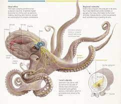 How To Escape A Giant Octopus Octopus Octopus Art Project Giant Pacific Octopus