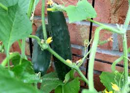 A trellis saves garden space, makes it easier to see the hanging fruits, and protects them from being nibbled by soil critters. Small Space Gardening Grow Cucumbers On A Trellis Oh My Creative