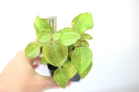 Image result for Calvoa