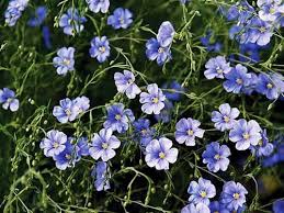 Image result for Cryptolepis apiculata