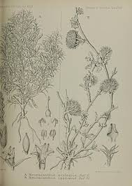 Image result for Neuracanthus