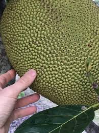 Image result for Artocarpus heterophyllus