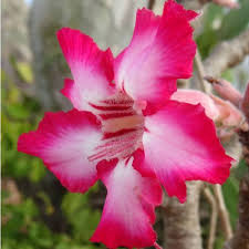 Image result for Adenium multiflorum