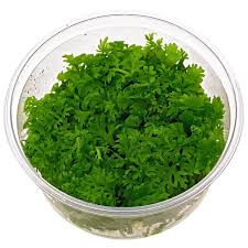 Image result for Ceratopteris