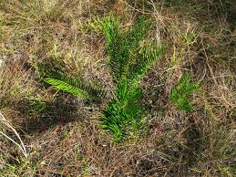 Image result for Alafia zambesiaca