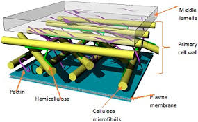 Maybe you would like to learn more about one of these? Highly Simplified Model Of The Primary Plant Cell Wall Based On Mccann Download Scientific Diagram
