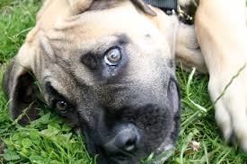 Feeding Your Boerboel Welcome To The Poop Watch My
