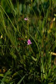 Image result for Rhynchotropis