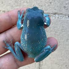 Check spelling or type a new query. Beautiful Blue Snowflake White S Tree The Reptile Report Facebook