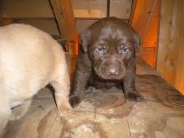Black labradore puppies.black labrador puppies.black labrador puppies|black labradore puppies. Yellow Lab Puppies For Sale Michigan