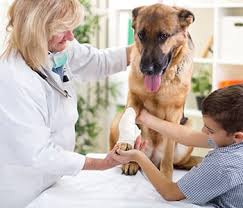 Members of the pet emergency clinic team are passionate about veterinary medicine. Emergency Vet Care St Johns Fl Jacksonville Fl Bluestar Pet Hospital