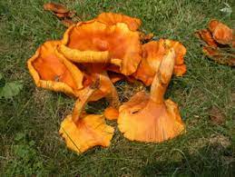 We did not find results for: Omphalotus Illudens