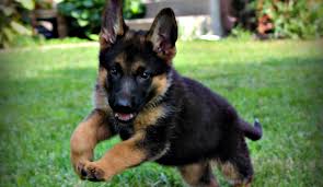 Quality pups, vet checked with a health guarantee. German Shepherd Puppies Arkansas Rustic Mountain Puppies